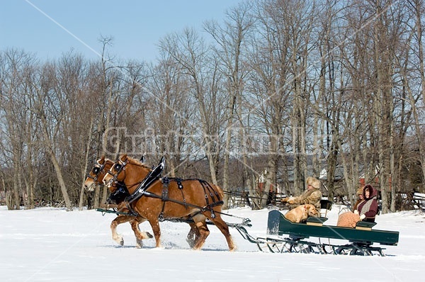 Horse drawn sleigh ride