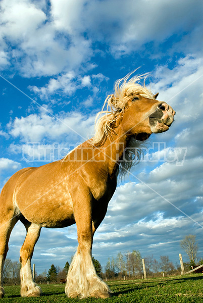 Belgian draft horse against blue sky with clouds.