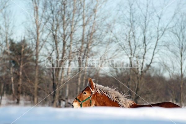 Yearling Belgian draft horse gelding