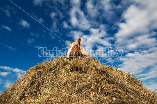 Belgian draft horse standing in hay pile