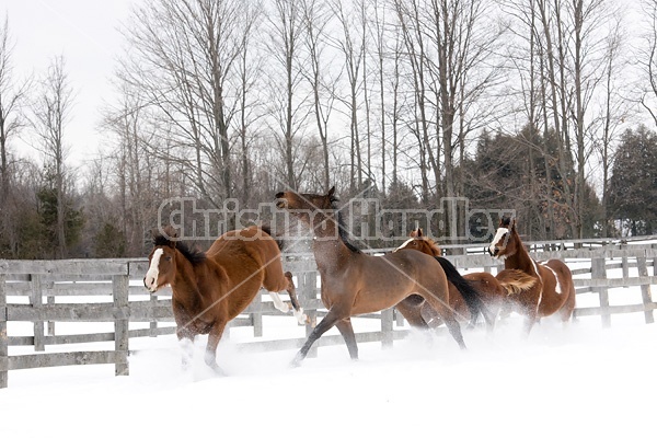 Horses running through deep snow