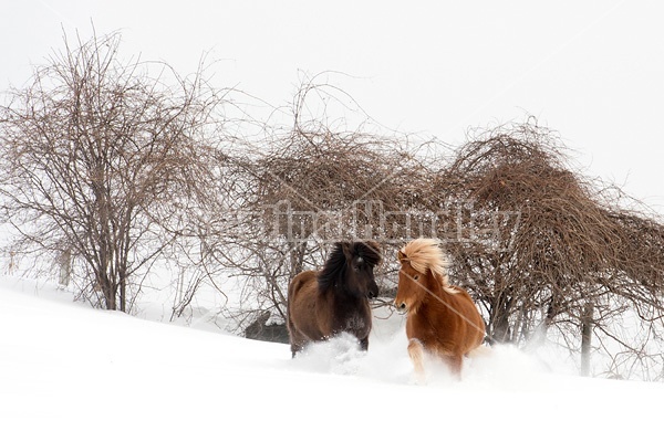 Icelandic horses running and playing in deep snow