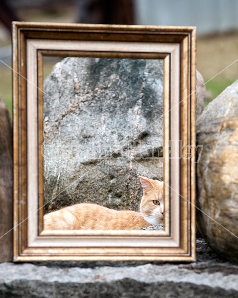 Looking at a cat through a picture frame that is sitting in the garden 