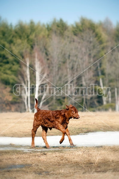 Young Beef Calf