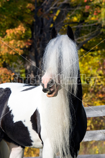 Gypsy Vanner horse