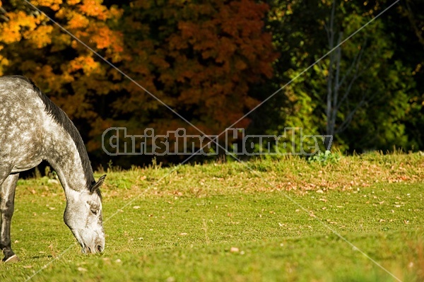 Dapple gray horse on autumn pasture