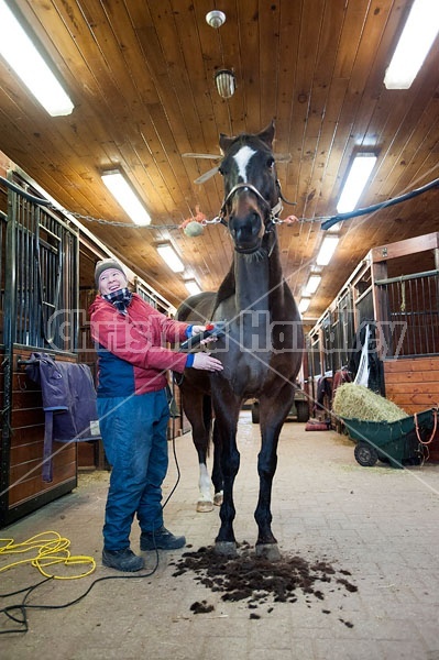 Woman clipping horse