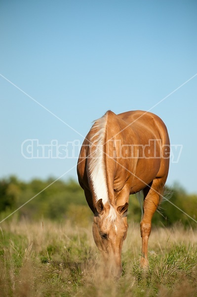 Palomino Quarter Horse