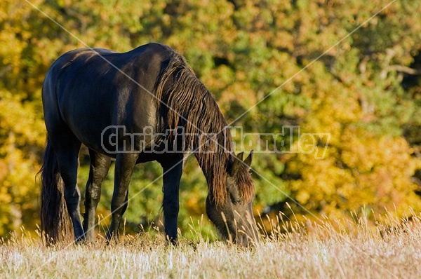 Friesian horse on autumn pasture