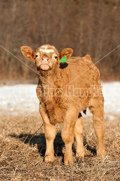 Curious beef calf