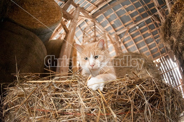 Orange barn cat palying with straw