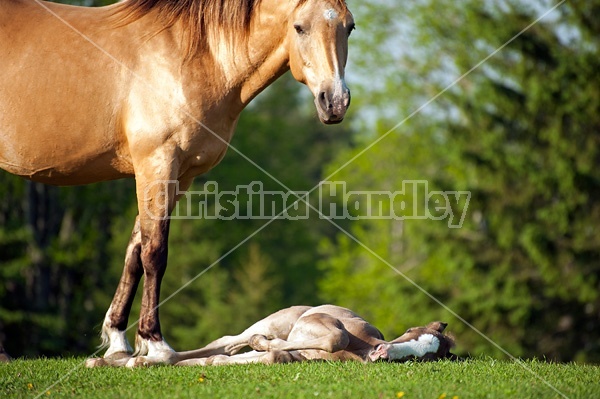 Young Rocky Mountain Horse foal and mare.