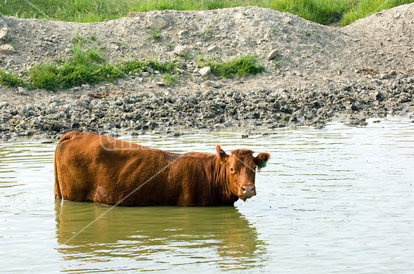 Beef cattle standing in pond drinking water