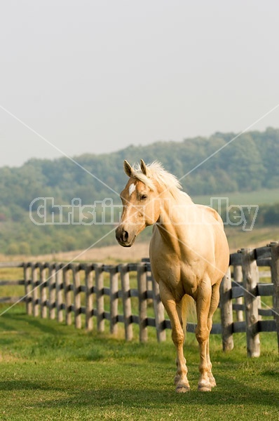 Palomino Quarter horse gelding