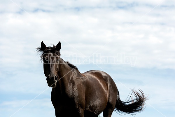 Black Rocky Mountain Horse photographed against big blue sky background