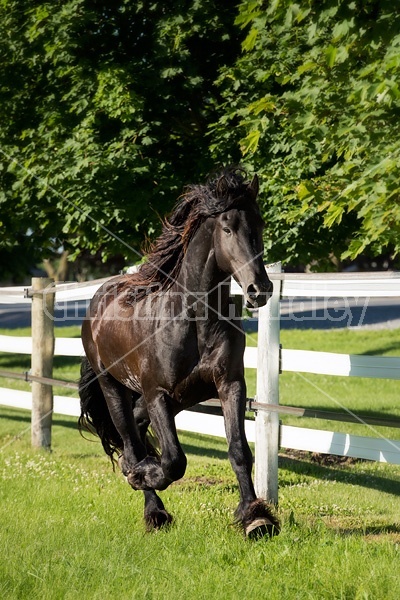 Friesian stallion