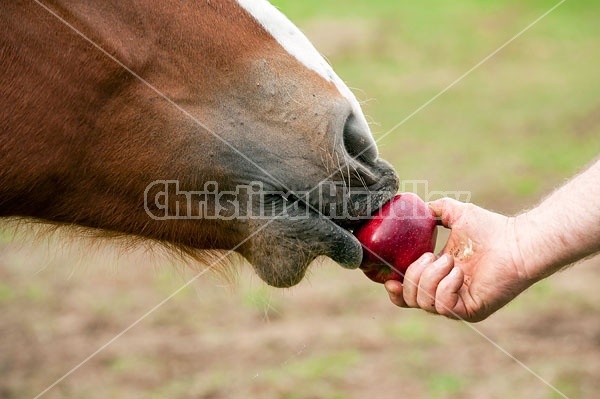 Horse eating apple 