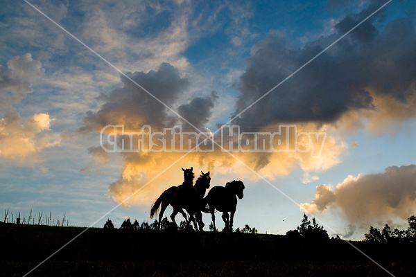 Horses silhouetted against dramatic sky and clouds