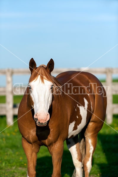 Paint horse portrait