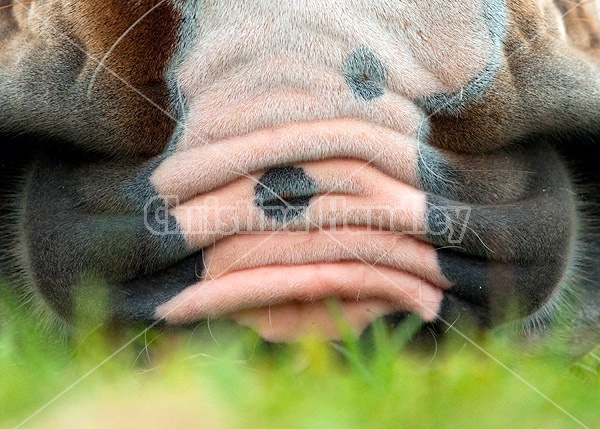 Close-up photo of a horse muzzle