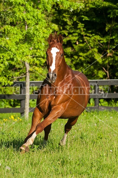 Thoroughbred horse running around paddock