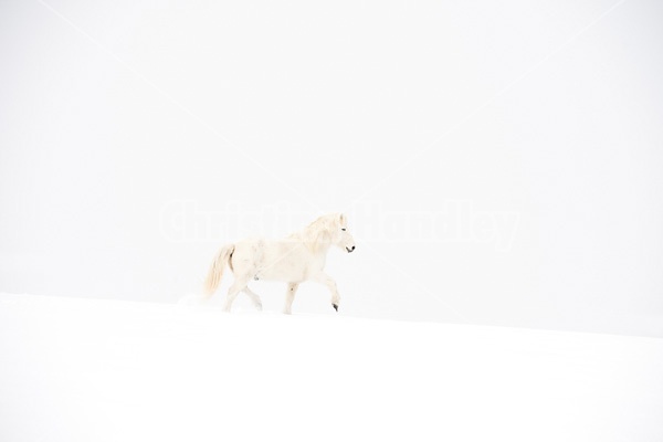 White Icelandic horse in deep snow