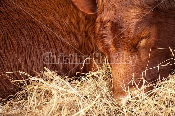 Photo of beef cow curled up sleeping in a bed of straw