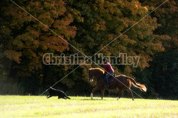 Woman riding chestnut horse in the autumn time