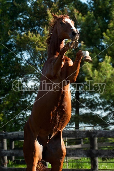 Chestnut thoroughbred horse rearing up