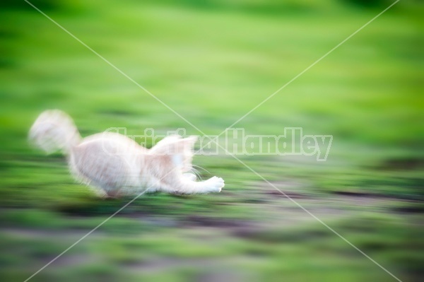 Orange kitten running and playing outside. Motion blur. 
