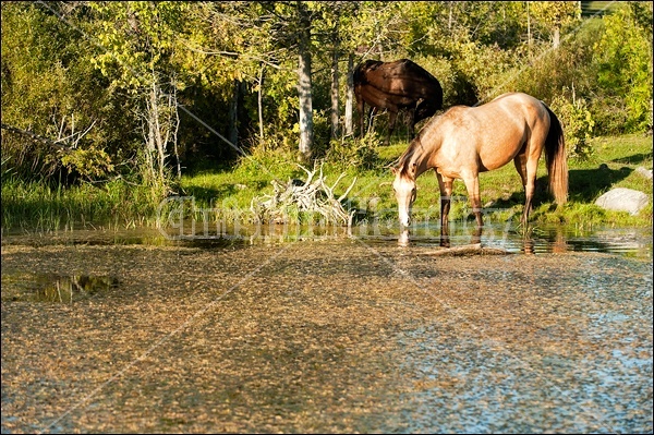 Rocky Mountain Horse