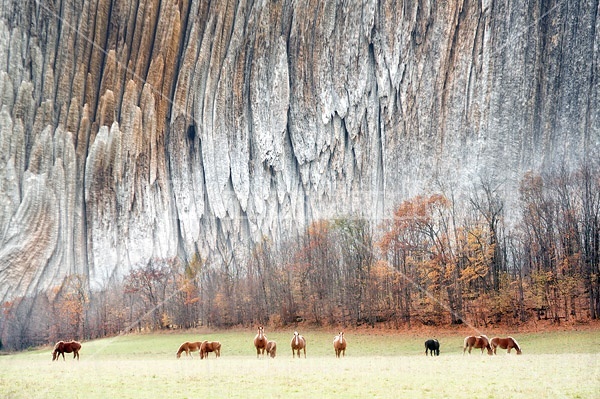 A field full of Belgian draft horses. Multiple exposure with weathered wood