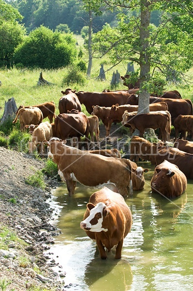 Beef cattle drinking from a farm pond. 