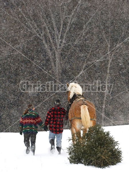 Husband and wife pulling a Christmas tree home with their Belgian horse 