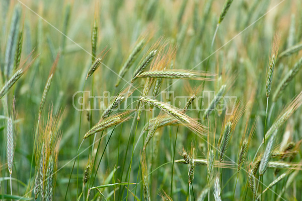 Wheat field