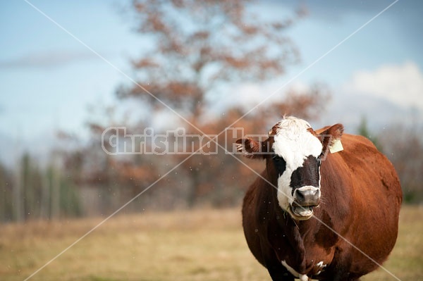 Beef Cow