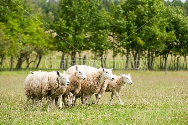 Sheep on summer pasture.