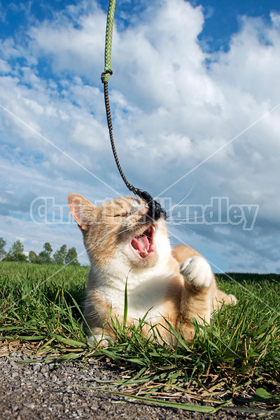 Orange and white cat playing with whip