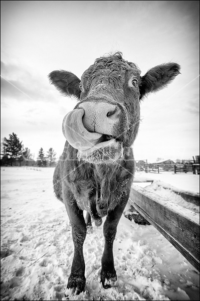 Beef cow sticking tongue up her nose