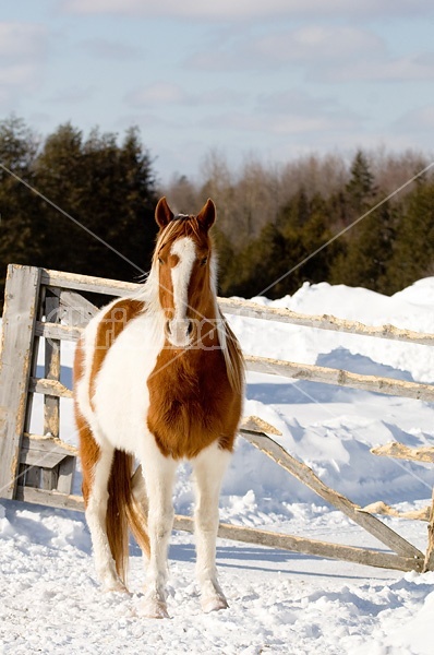 Paint horse in the snow