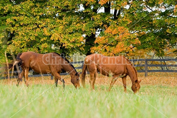 Two horses grazing on autumn pasture