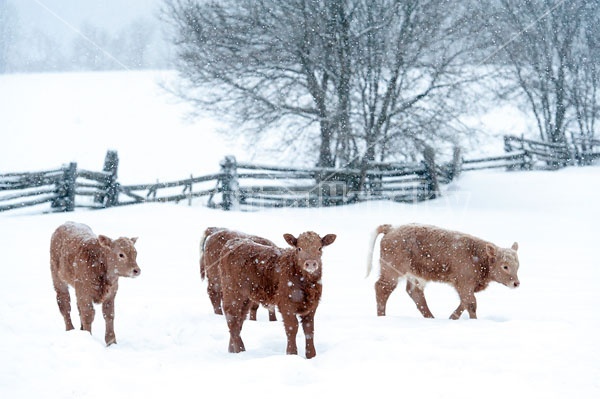 Baby Beef Calves