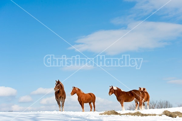 Belgian draft horses photographed against a blue sky