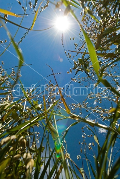 Photo of oats with sun and sky in the background