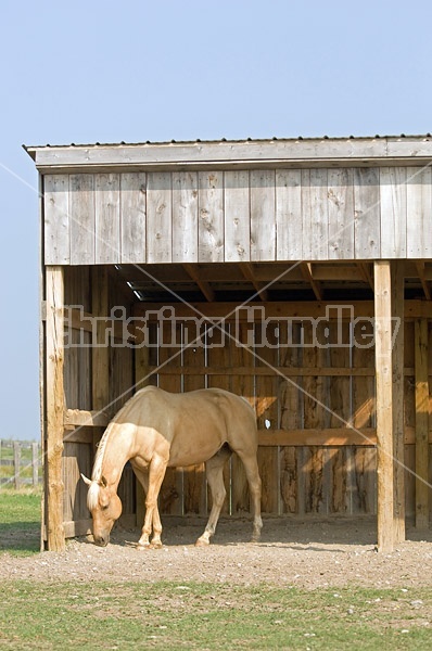 Palomino Quarter horse