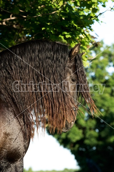 Friesian stallion