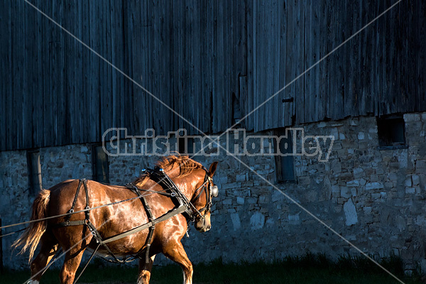 Belgian draft horse in harness