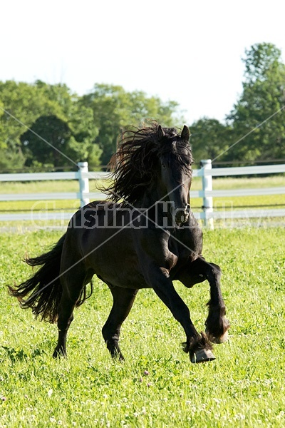 Friesian stallion