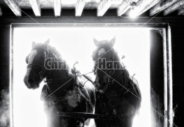 Team of Belgian Draft Horses