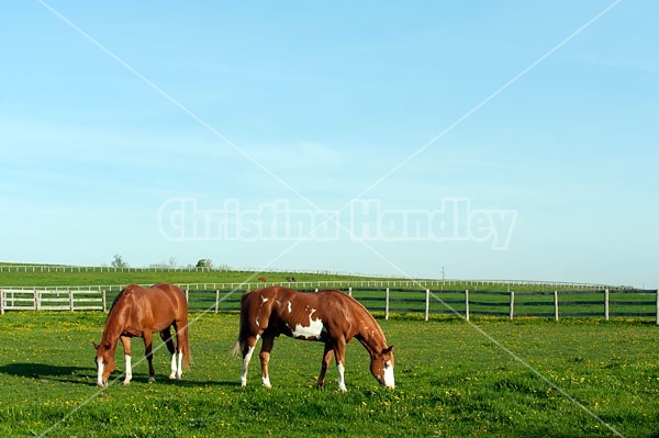 quarter horse on summer pasture